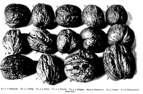 Walnut varieties