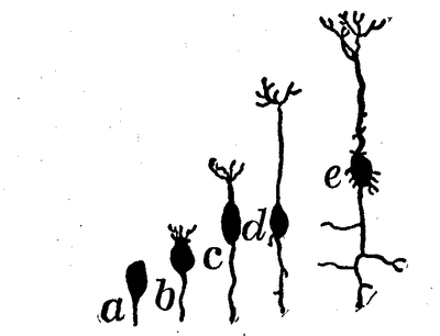 Fig. 6.--Neurones in different stages of development, from a to e. In a, the elementary cell body alone is present; in c, a dendrite is shown projecting upward and an axon downward.—After Donaldson.