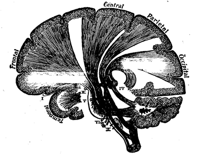 Fig. 11.--The projection fibers of the brain. I-IX, the first nine pairs of cranial nerves.