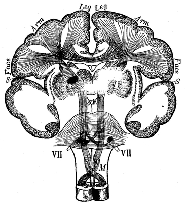 Fig. 15.--Schematic transverse section of the human brain showing the projection of the motor fibers, their crossing in the neighborhood of the medulla, and their termination in the different areas of localized function in the cortex. S, fissure of Sylvius; M, the medulla; VII, the roots of the facial nerves.