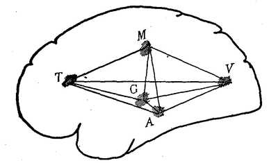 Fig. 18.--Diagrammatic scheme of association, in which V stands for the visual, A for the auditory, G for the gustatory, M for the motor, and T for the thought and feeling centers of the cortex.