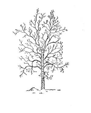 title decoration title decoration