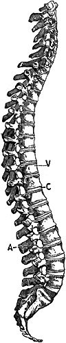 THE SPINAL COLUMN