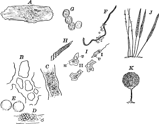 Fig. 5.