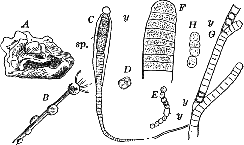 Fig. 7.