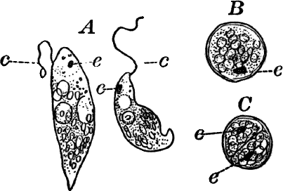 Fig. 9.