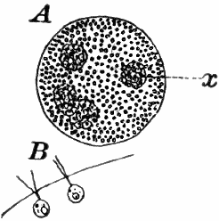 Fig. 10.
