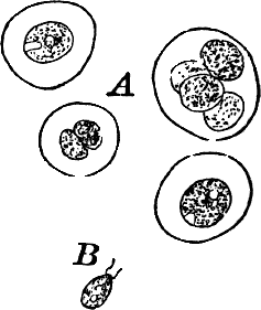 Fig. 12.