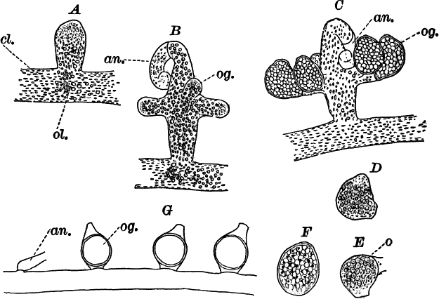 Fig. 21.