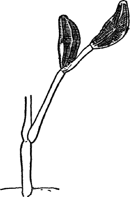 Fig. 25.