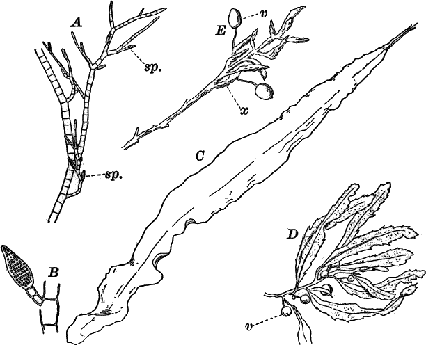 Fig. 28.