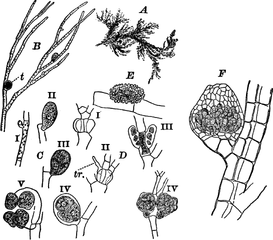 Fig. 29.