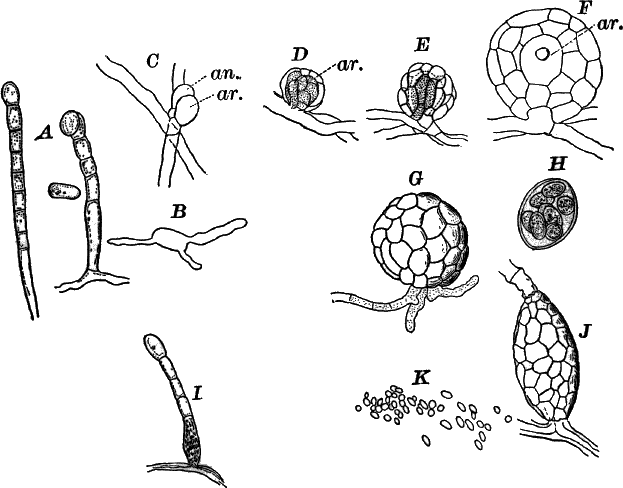 Fig. 39.