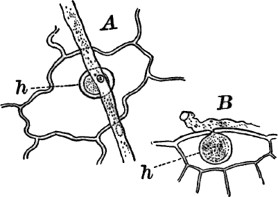 Fig. 40.