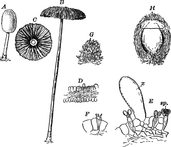 Fig. 48.