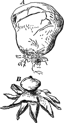 Fig. 49.
