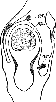 Fig. 55.