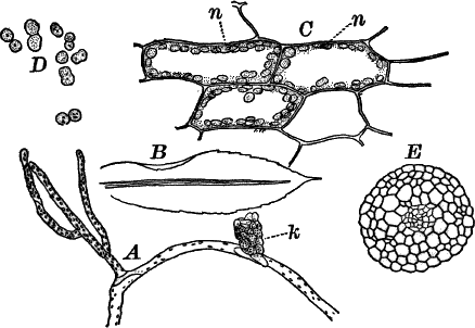 Fig. 63.