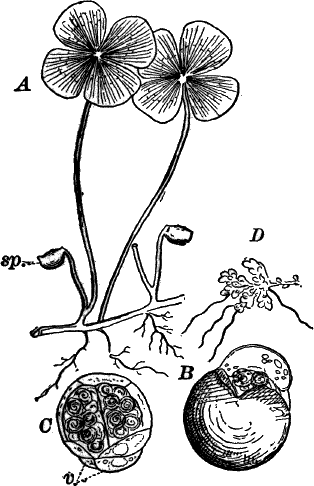 Fig. 71.