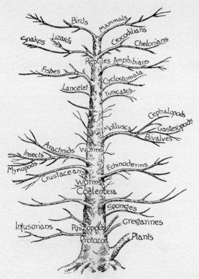 GENEALOGICAL TREE OF ANIMALS