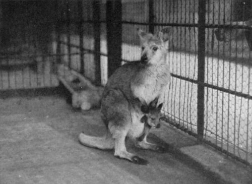 ROCK KANGAROO CARRYING ITS YOUNG IN A POUCH