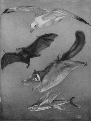 AN ILLUSTRATION SHOWING VARIOUS METHODS OF FLYING AND SWOOPING