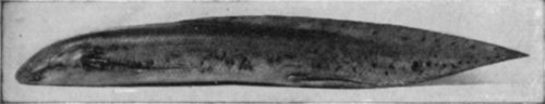 THE GAMBIAN MUD-FISH, PROTOPTERUS