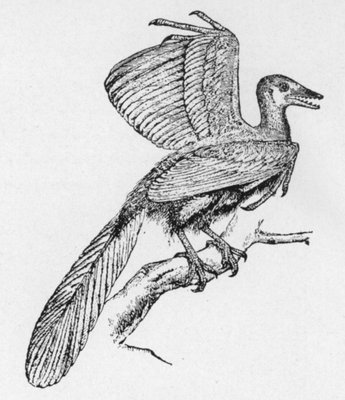 THE ARCHOPTERYX