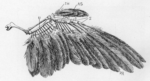 WING OF A BIRD, SHOWING THE ARRANGEMENT OF THE FEATHERS