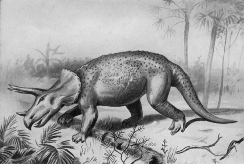 TRICERATOPS: A HUGE EXTINCT REPTILE