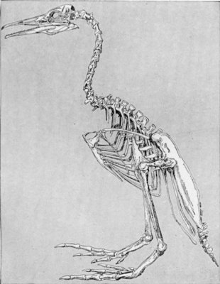 SKELETON OF AN EXTINCT FLIGHTLESS TOOTHED BIRD, HESPERORNIS