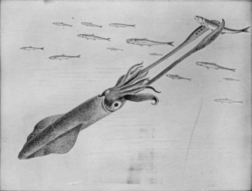 TEN-ARMED CUTTLEFISH OR SQUID IN THE ACT OF CAPTURING A FISH