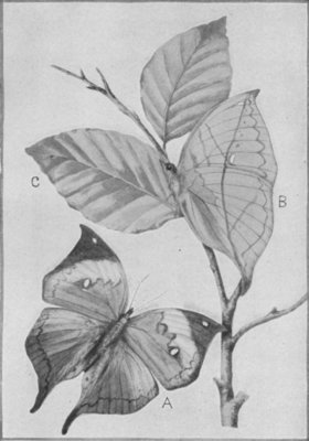 DEAD-LEAF BUTTERFLY (Kallima Inachis) FROM INDIA