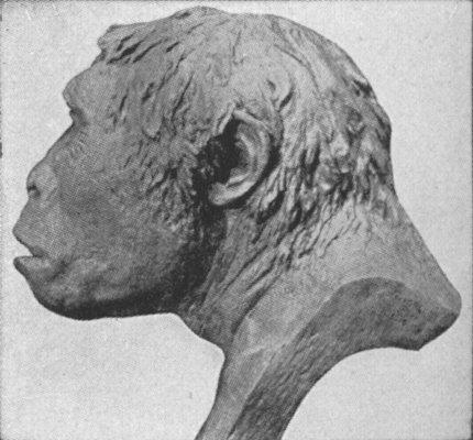 PROFILE VIEW OF HEAD OF PITHECANTHROPUS