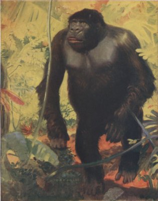 THE GORILLA, INHABITING THE FOREST TRACT OF THE GABOON IN AFRICA