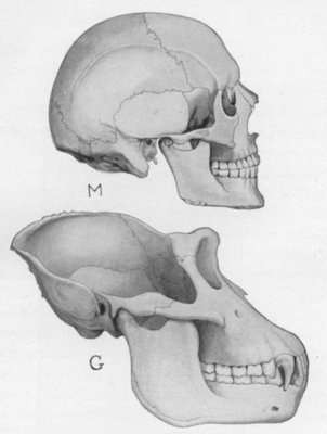 SIDE-VIEW OF SKULL OF MAN (M) AND GORILLA (G)
