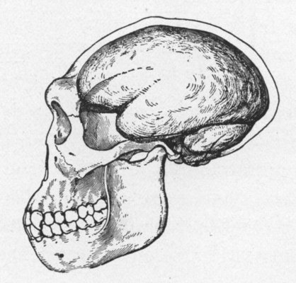 THE SKULL AND BRAIN-CASE OF PITHECANTHROPUS