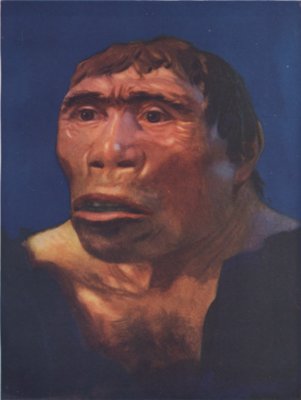 A RECONSTRUCTION OF THE JAVA MAN