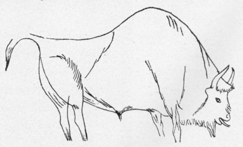 A GRAZING BISON, DELICATELY AND CAREFULLY DRAWN, ENGRAVED ON A WALL OF THE ALTAMIRA CAVE, NORTHERN SPAIN