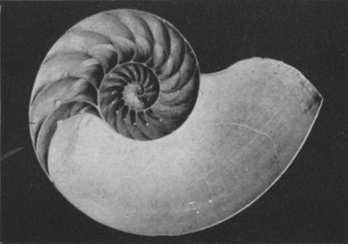 PHOTOGRAPH OF A MEDIAN SECTION THROUGH THE SHELL OF THE PEARLY NAUTILUS
