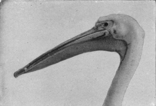 PELICAN'S BILL, ADAPTED FOR CATCHING AND STORING FISHES