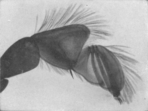 HIND-LEG OF WHIRLIGIG BEETLE WHICH HAS BECOME BEAUTIFULLY MODIFIED FOR AQUATIC LOCOMOTION