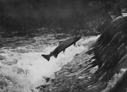 THE SALMON LEAPING AT THE FALL IS A MOST FASCINATING SPECTACLE