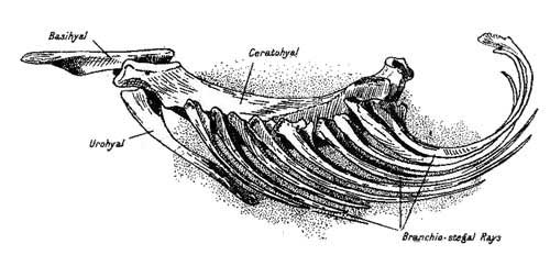 Hyoid Arch of the Conger,