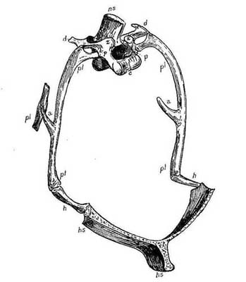  5.—Natural
Typical Vertebra; Thorax of a Bird. (After Owen.)