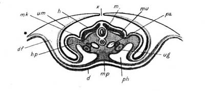Transverse Section of Chick Embryo. (After Remak.)
