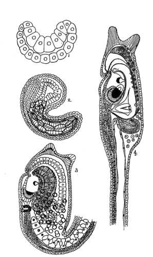 Development of the Ascidian Larva. (After Kowalevsky.)