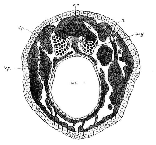 Transverse Section (Inverted) of the Worm Nais. (After Semper.)