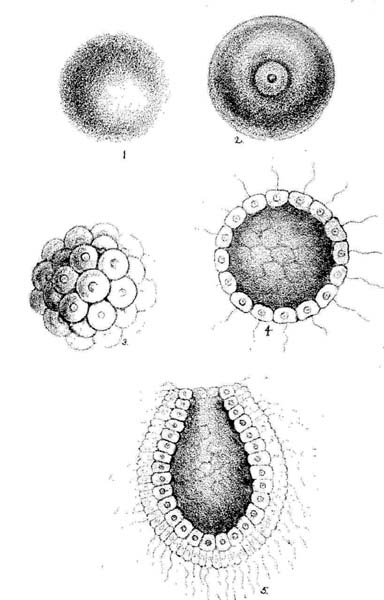 The Five Primary Stages of Ontogeny. (After Haeckel.)