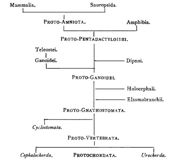 phylogeny of the Chordata and the genetic relation of the various classes